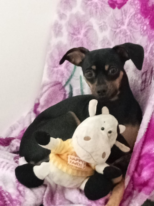 Chiqui