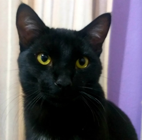 Bruno