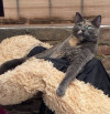 Foto de Mía en Chía Cundinamarca #2