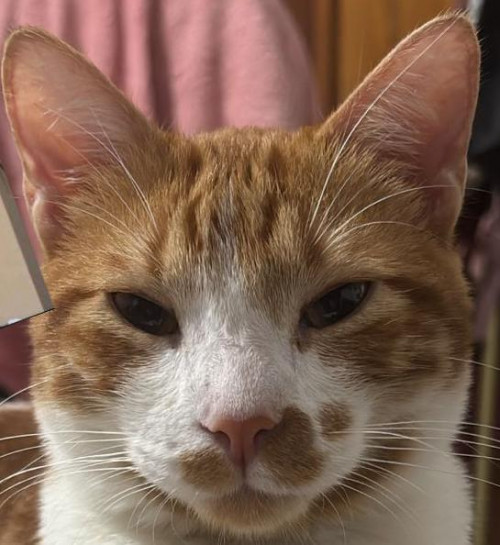 Tigger