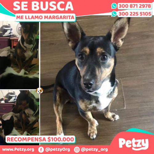 Foto de mascota Margarita