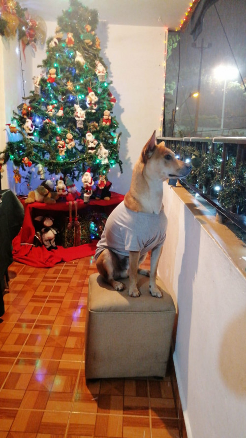 Bruno