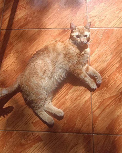 Maqui
