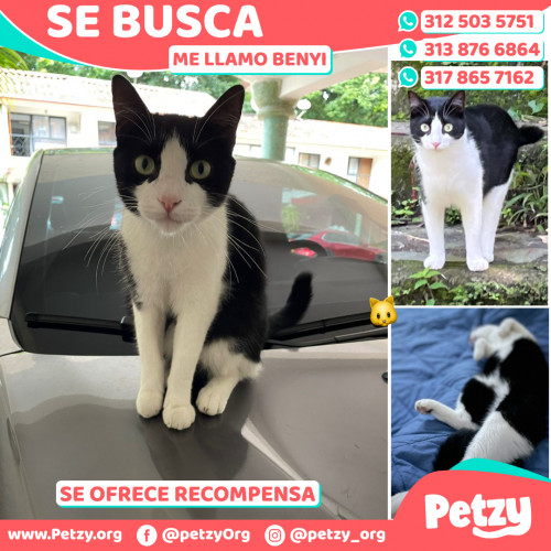 Foto de mascota Benyi