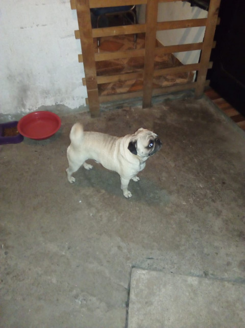 Hachi