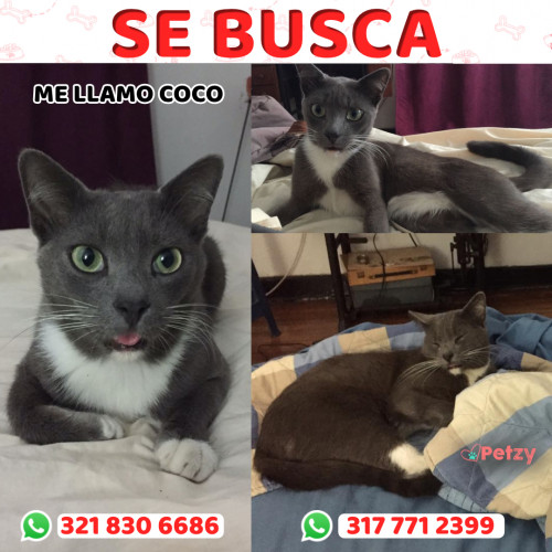 Foto de mascota Coco