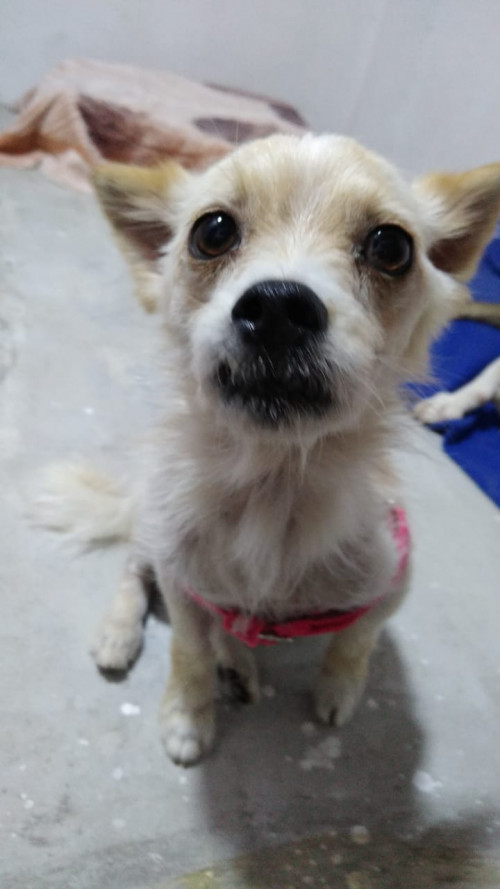 Lolita