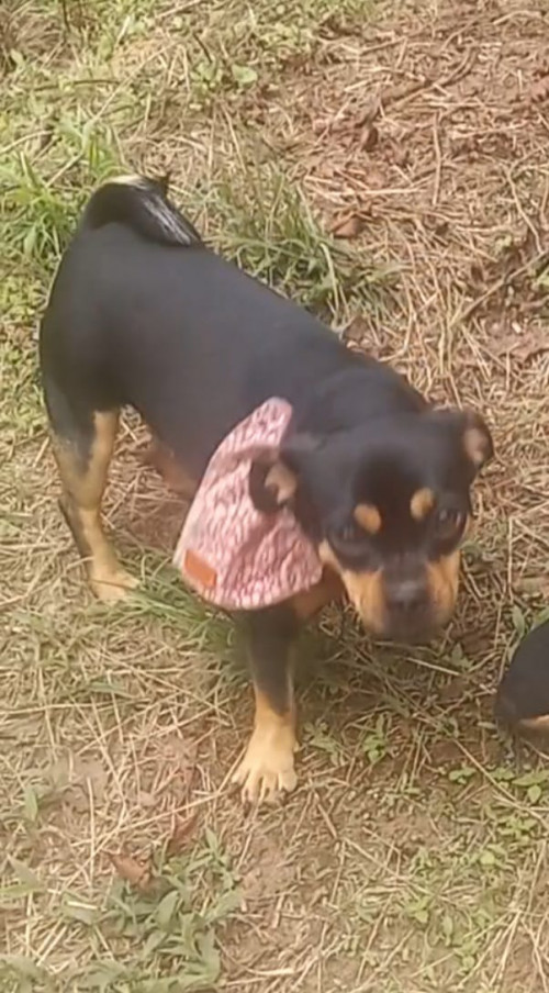 Estrellita
