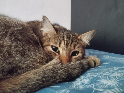 Loky