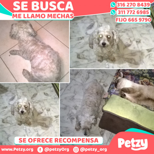 Foto de mascota Mechas