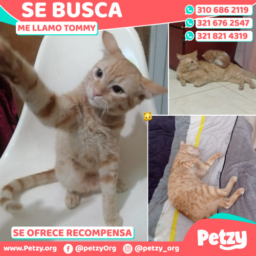 Foto de mascota Tommy