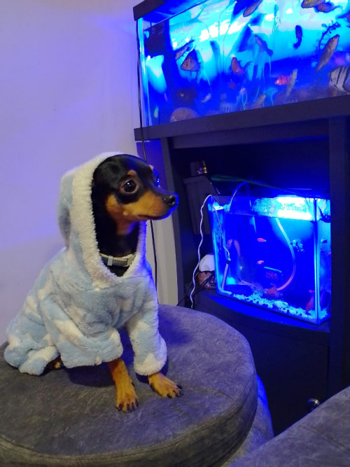 Milo