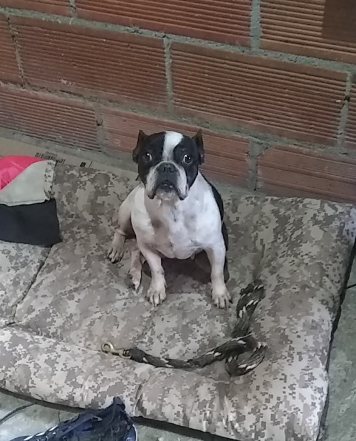 Perla