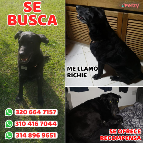 Foto de mascota Richie