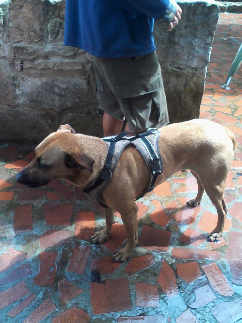 Razu