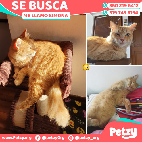 Foto de mascota Simona 