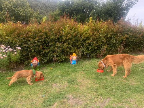 Bongo Y Milo