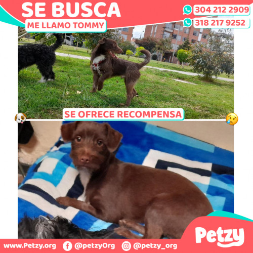 Foto de mascota Tommy