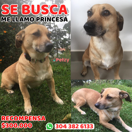 Foto de mascota Princesa