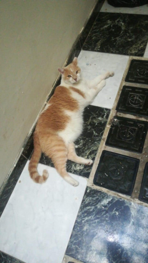Coco