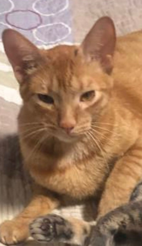Lorenzo