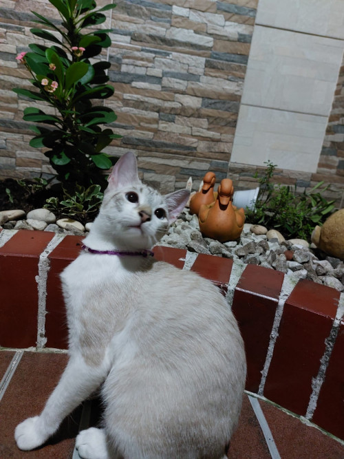 Kiara 