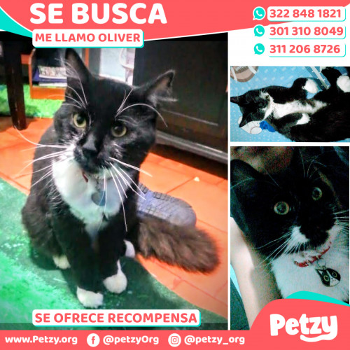 Foto de mascota Oliver