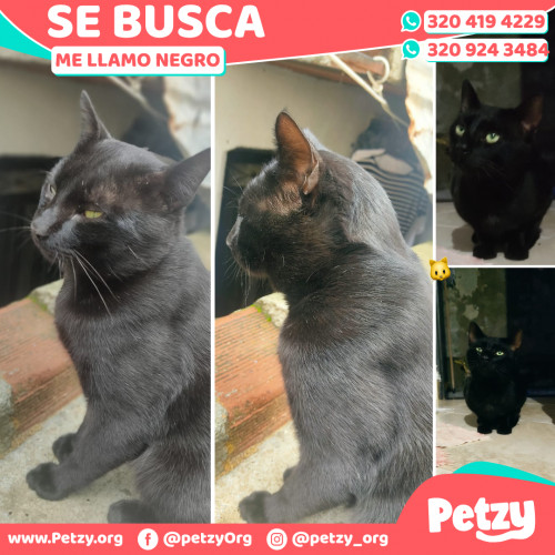 Foto de mascota Negro