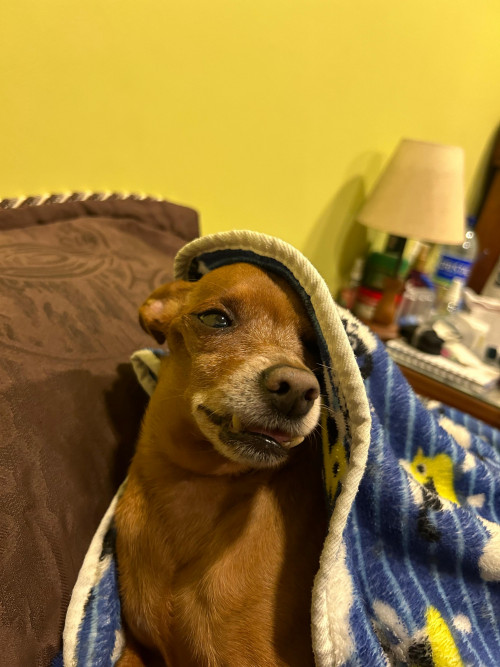 Tomas