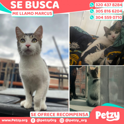 Foto de mascota Marcus