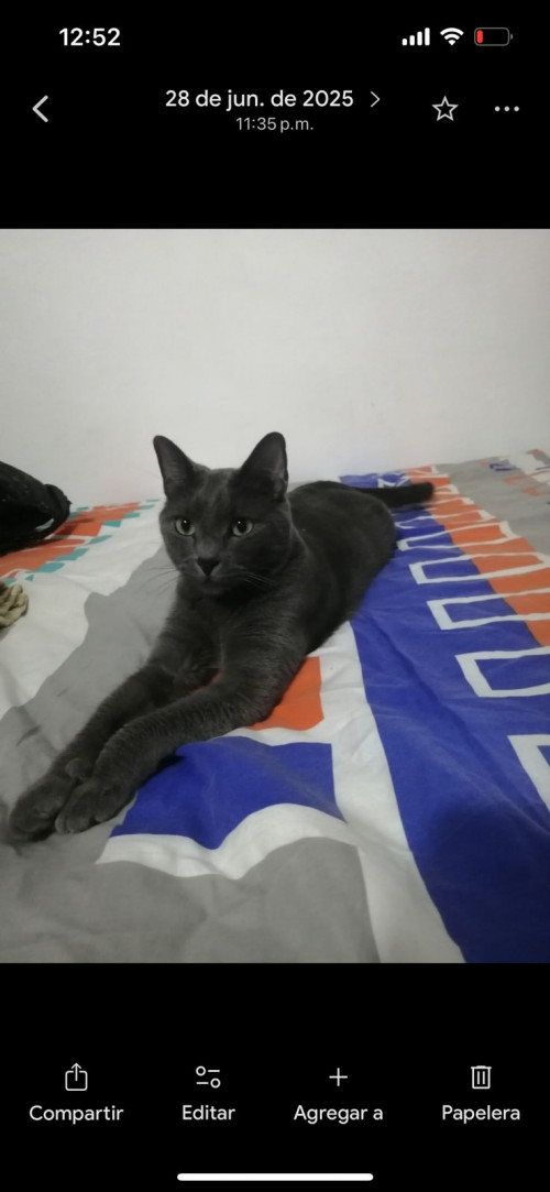 Copito