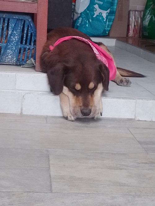 Kaira