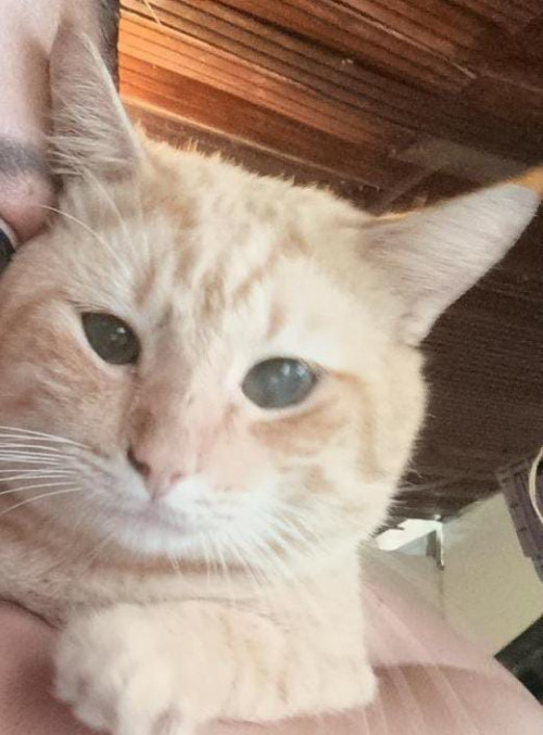 Garfield