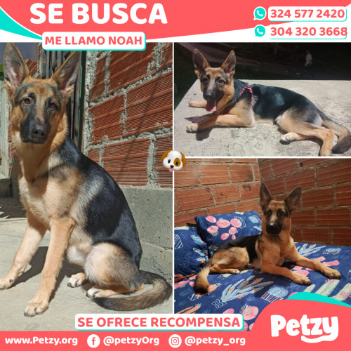 Foto de mascota Noah