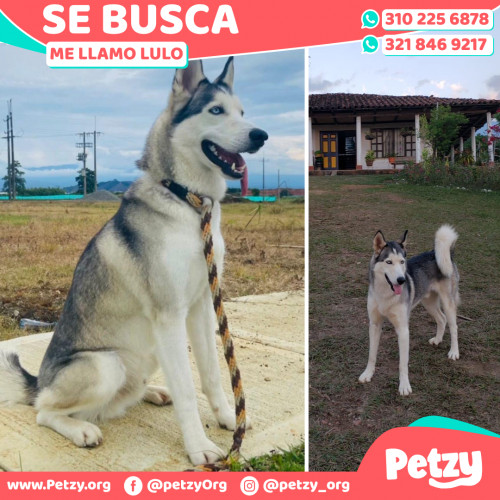 Foto de mascota Lulo