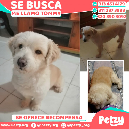 Foto de mascota Tommy