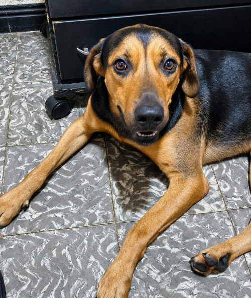 Federico