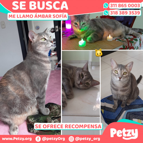 Banner de Ámbar Sofía