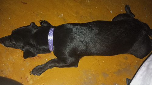 Negra