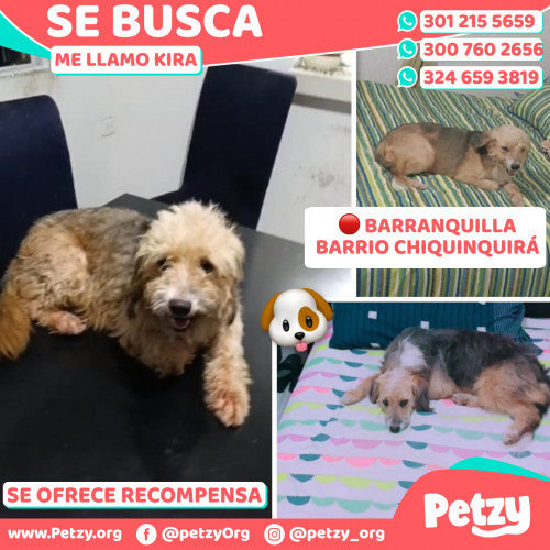Foto de mascota Kira