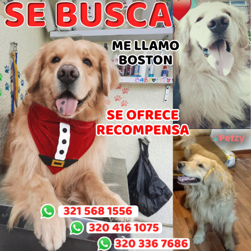 Foto de mascota Boston