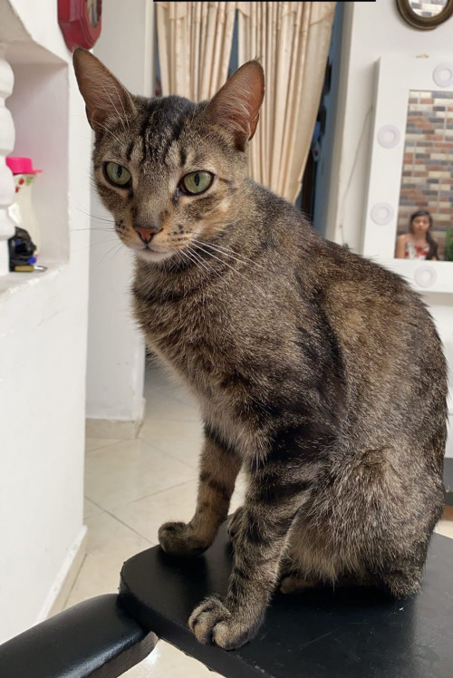 Pasho