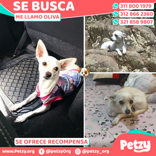 Foto de mascota Oliva