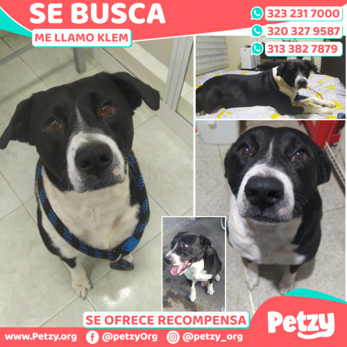 Foto de mascota Klem