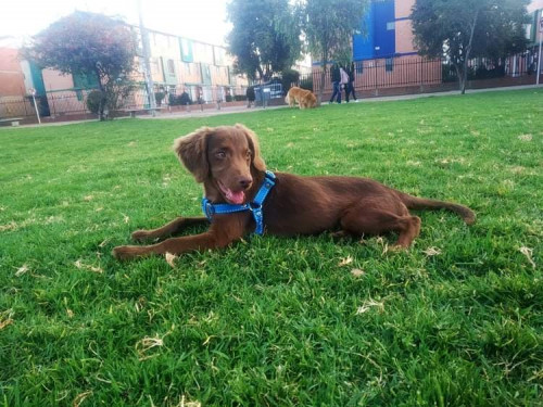 Apolo