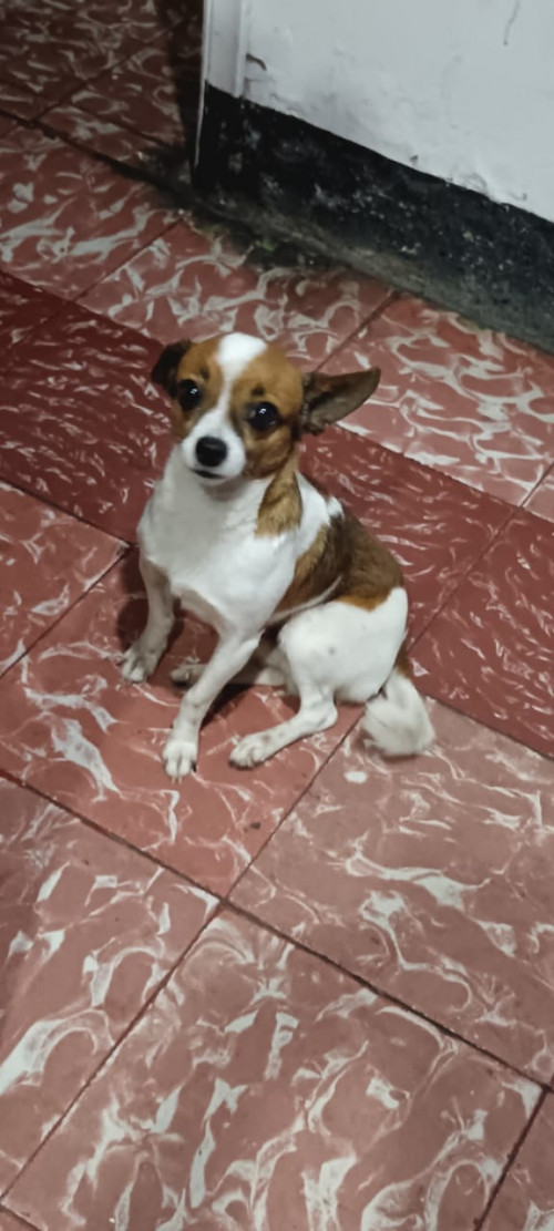 Maximiliano O Canchis