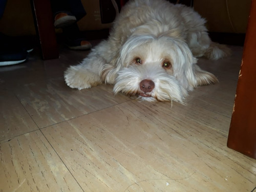 Lucas