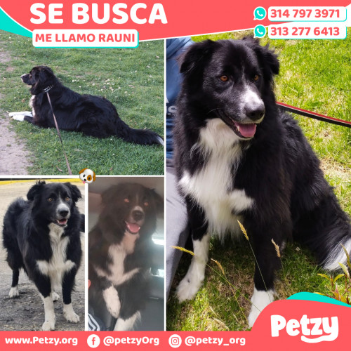 Foto de mascota Rauni