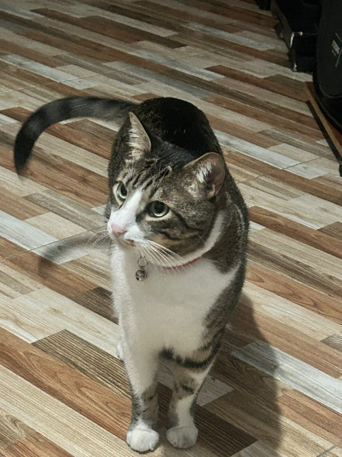Cosmo