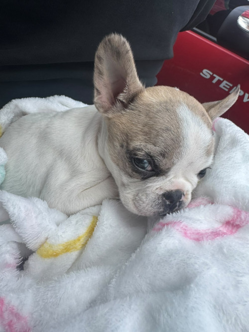 Zoe